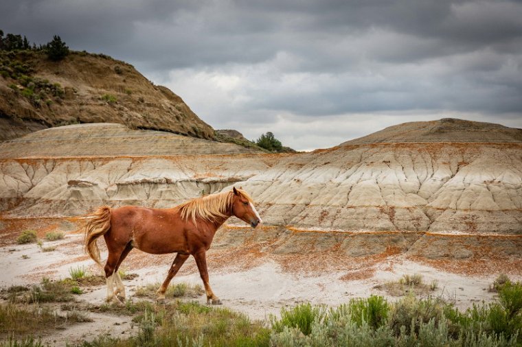 098 Theodore Roosevelt NP, wild paard.jpg